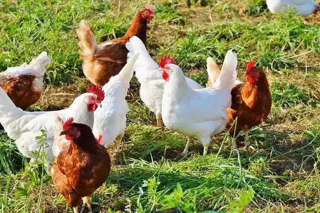 मुर्गी पालन का व्यापार बिजनेस कैसे शुरू करें Murgi Farm, Poultry Farm Business Plan in Hindi