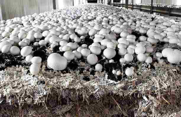 मशरूम की खेती कैसे करें संपूर्ण जानकारी | Mushroom Cultivation